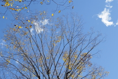 秋空１。