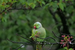 ワカケホンセイインコ。1