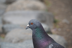 充血。