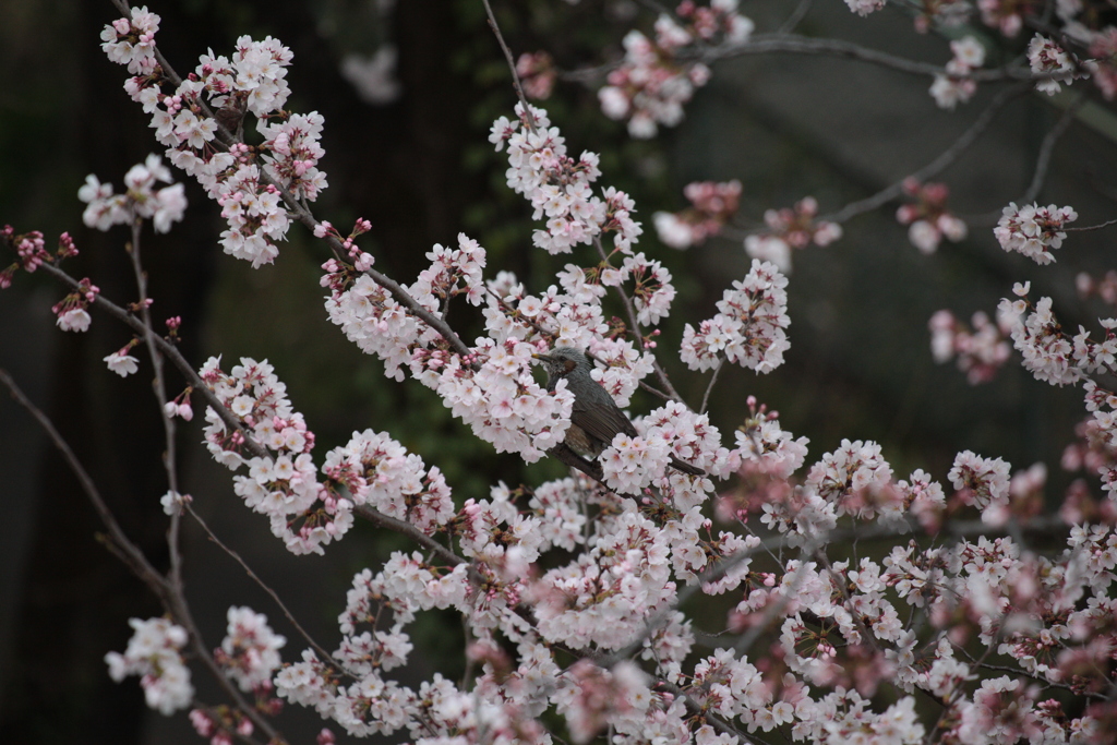 桜とヒヨドリ。