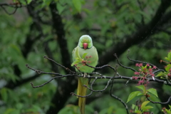ワカケホンセイインコ。2