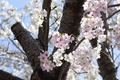 桜