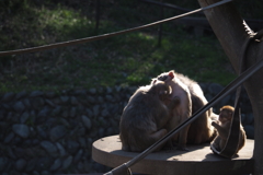 いとなみ。