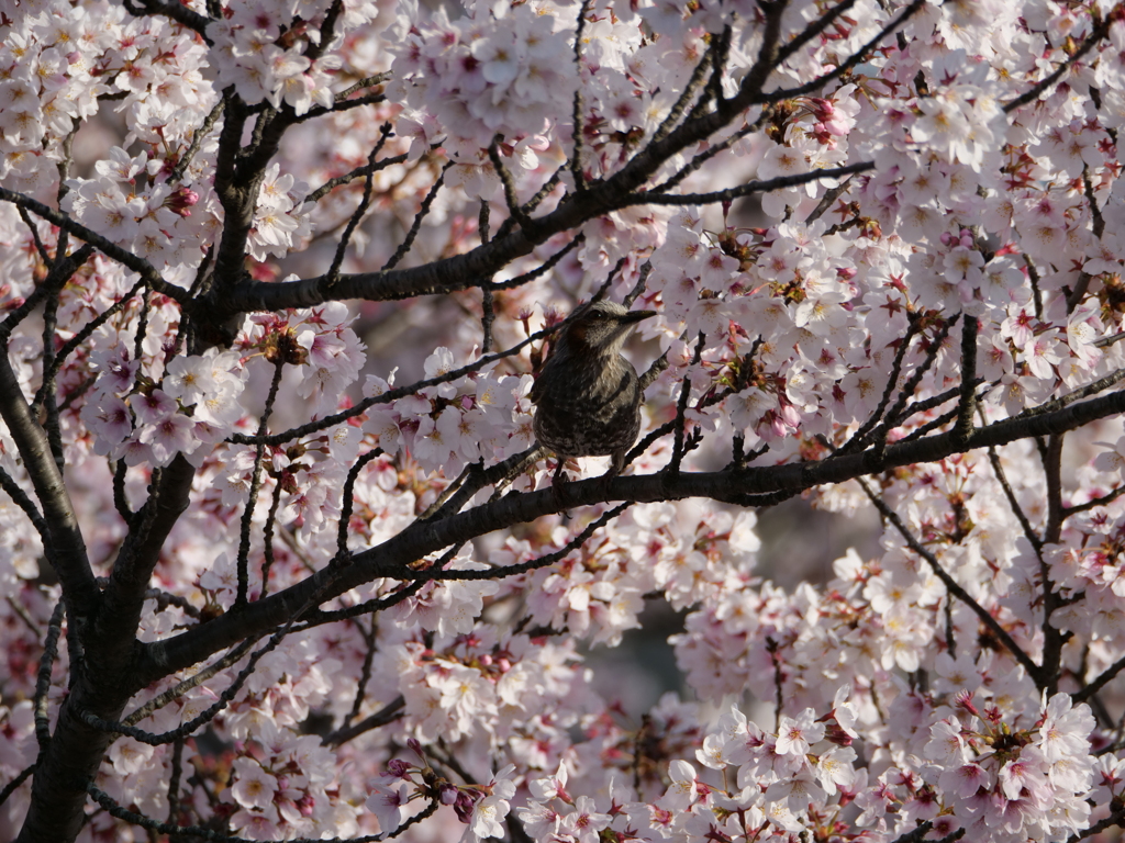 夕暮れの桜とヒヨドリ。