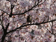 夕暮れの桜とヒヨドリ。