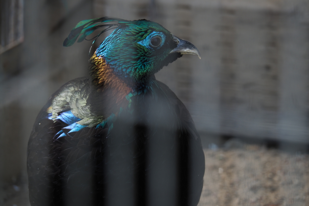 奇麗な鳥。