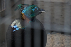 奇麗な鳥。