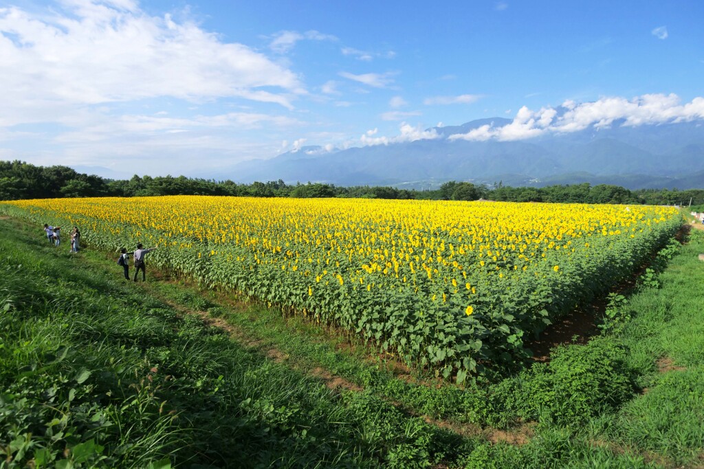 ひまわり畑