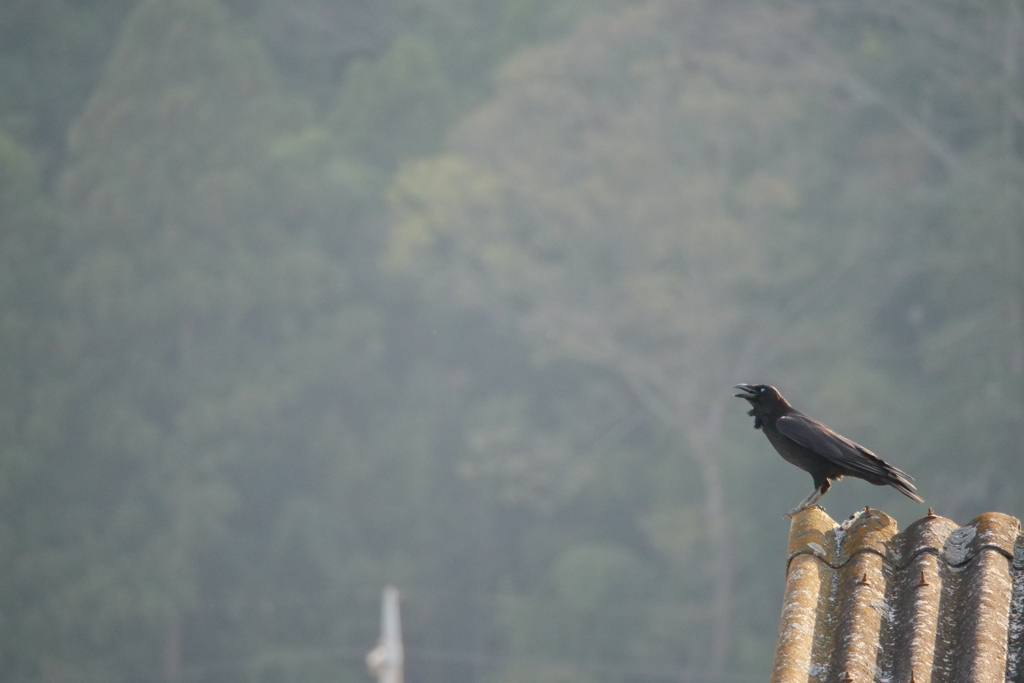 カァ――――――！！！！！！