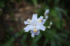 花。