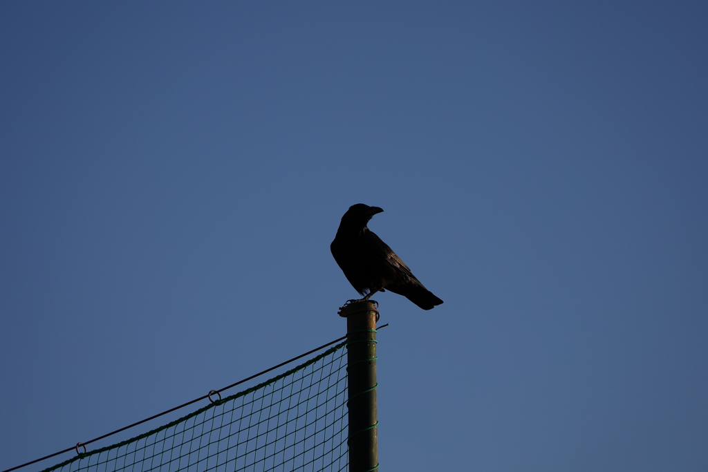 カラス！