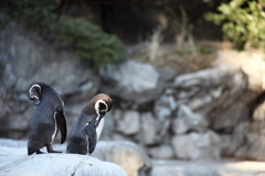 ペンギン。