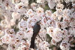 ヒヨと桜。