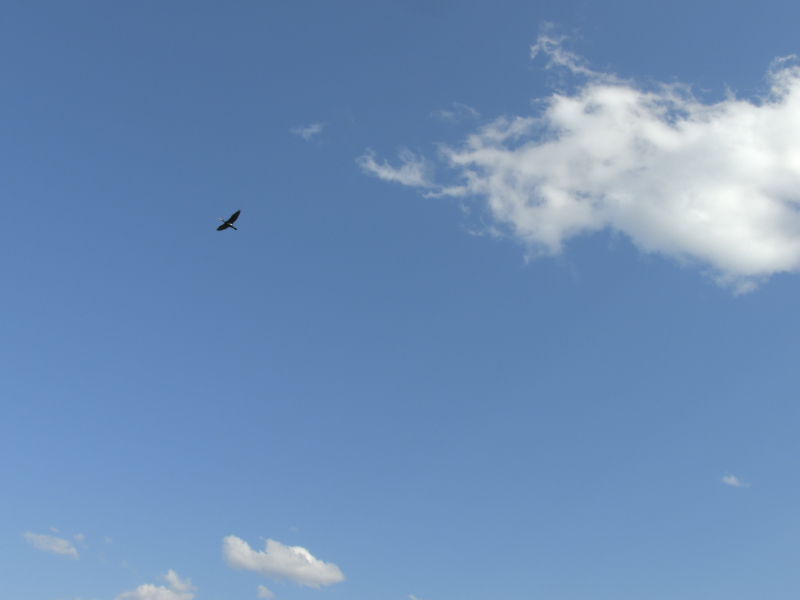 空飛ぶカワウ。