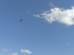 空飛ぶカワウ。