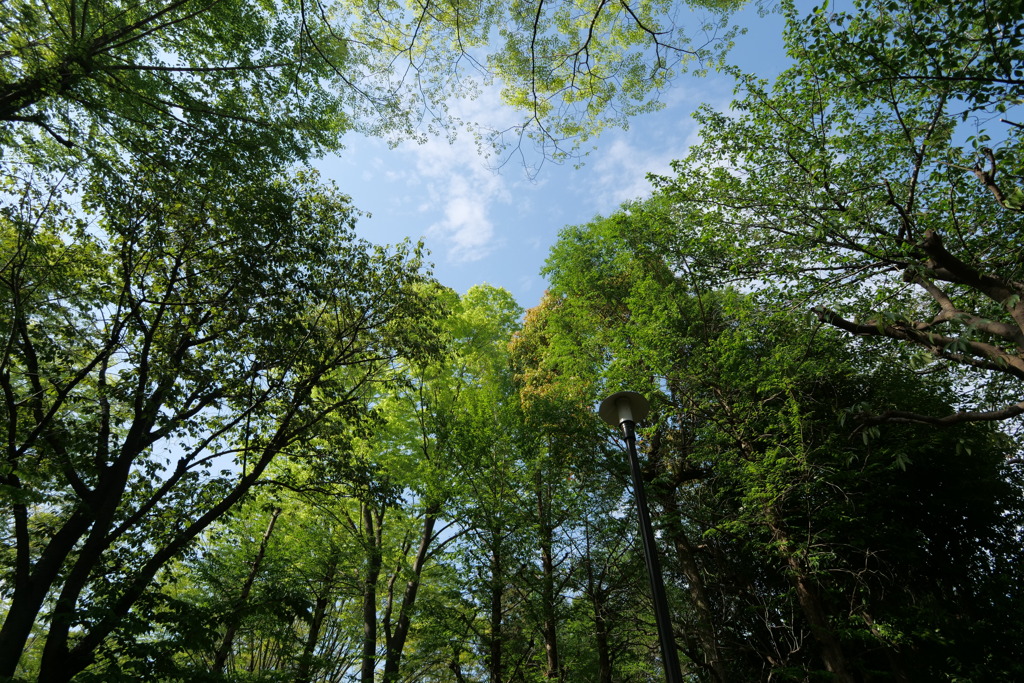 森林浴。