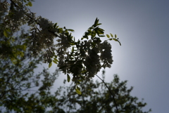 隙間から太陽