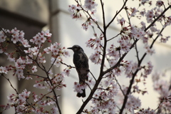 食事場所。2