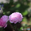 花ひかる
