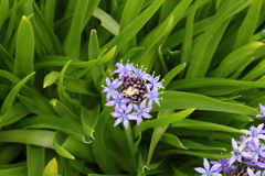 花より葉っぱの存在感