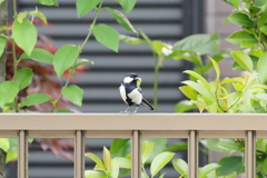 きょうのめにゅーは