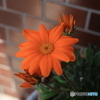 日陰の花