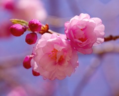 桜色