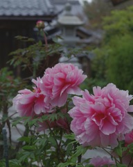 牡丹