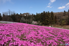 芝桜