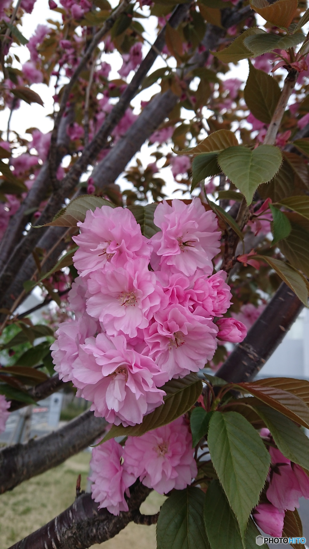 八重桜