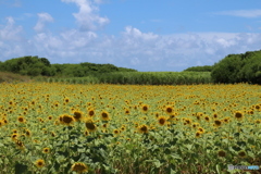 早く夏来ないかな
