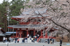 長野旅 桜の名所
