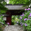 あじさい寺
