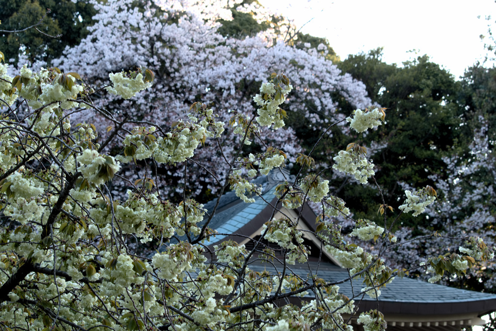 緑桜