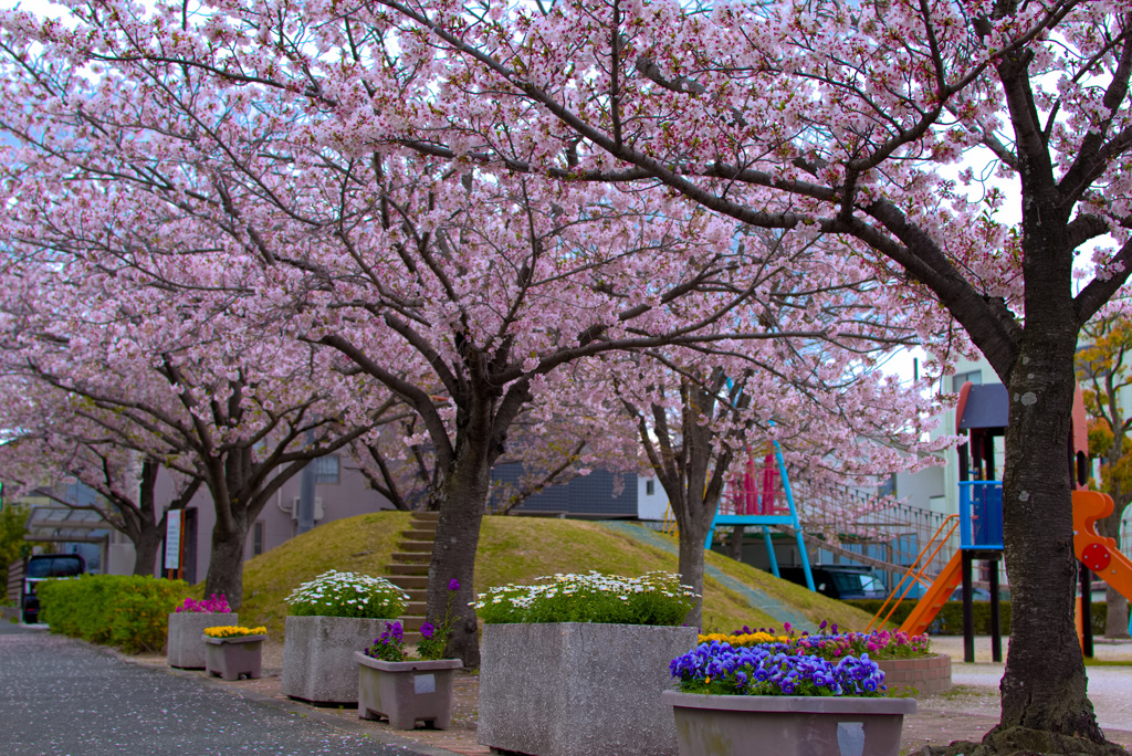 桜