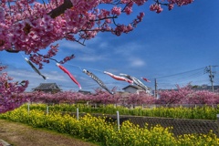 河津桜と鯉のぼり