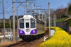 菜の花と鉄道