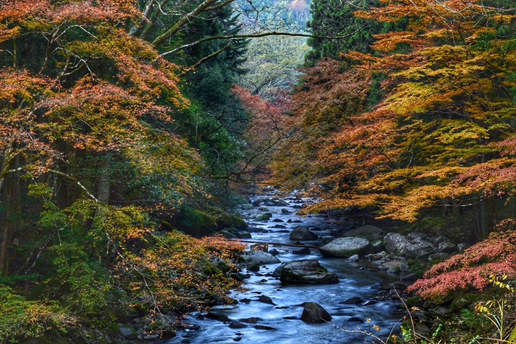 紅葉