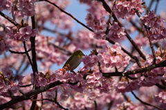 河津桜とメジロ