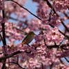 河津桜とメジロ