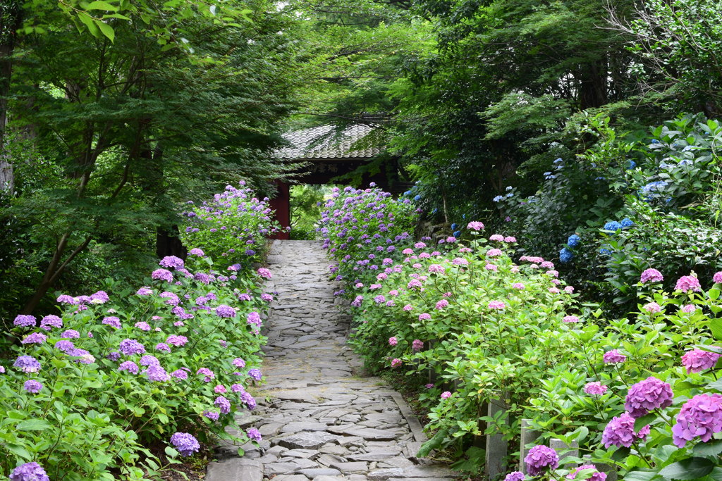 紫陽花