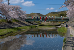 桜　鯉のぼり