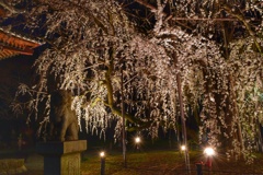 野依八幡夜桜