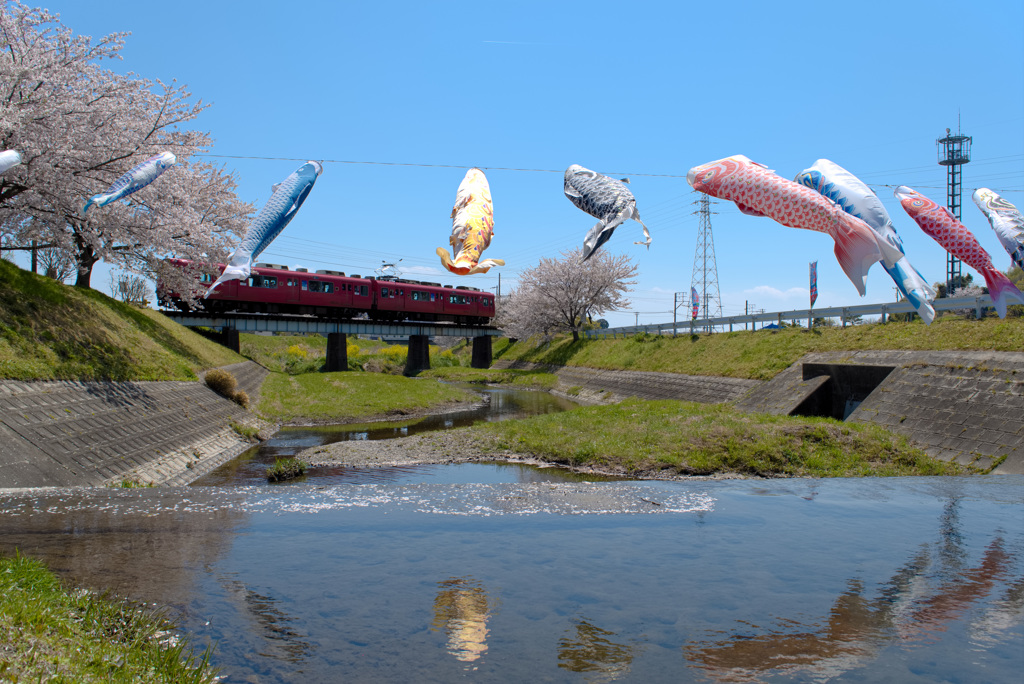 桜　鯉のぼり