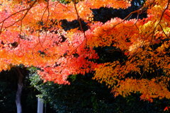 tree0181
