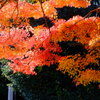 tree0181