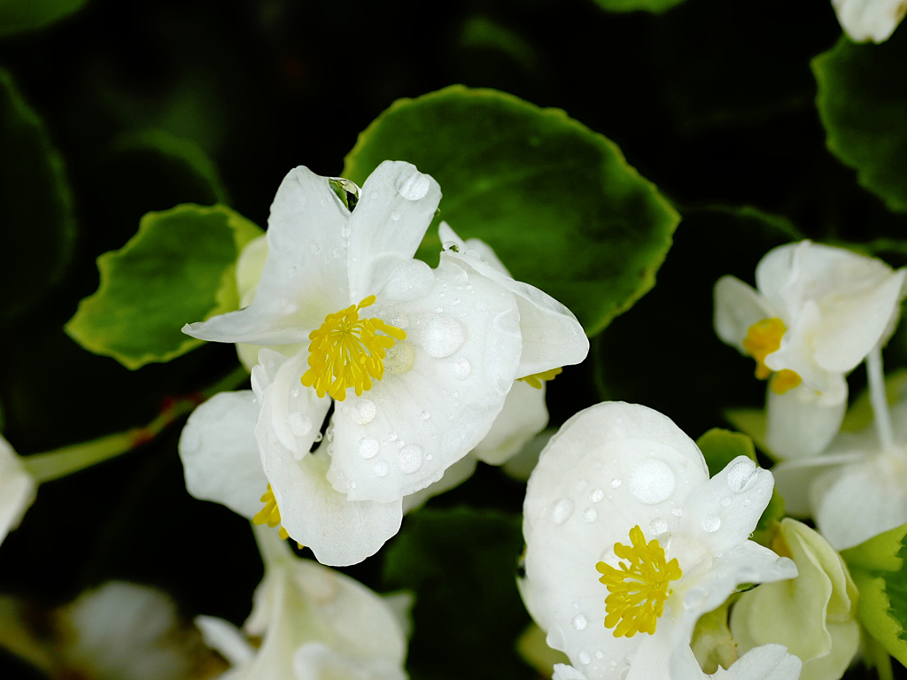 flower1020810
