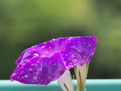 flower1030428