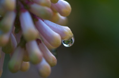 flower6617