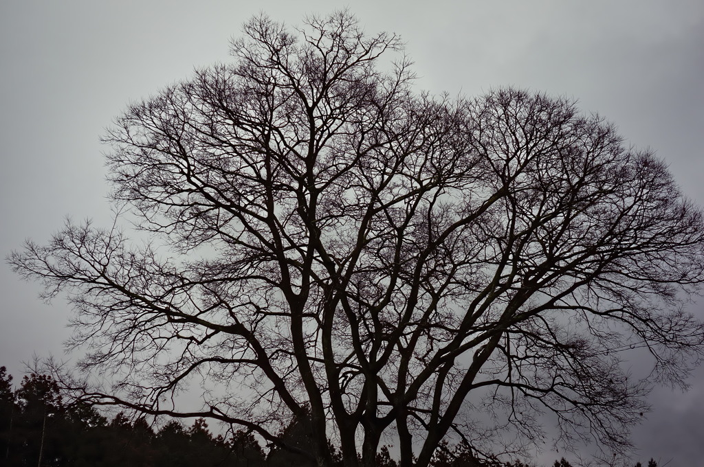 tree1593